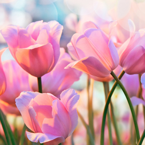 Pink tulips in flower