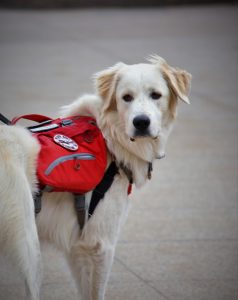 photo of a golden service dog