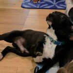 Doggy Noses & Yoga Poses Brings Students Together for Well-Being and Wagging Tails